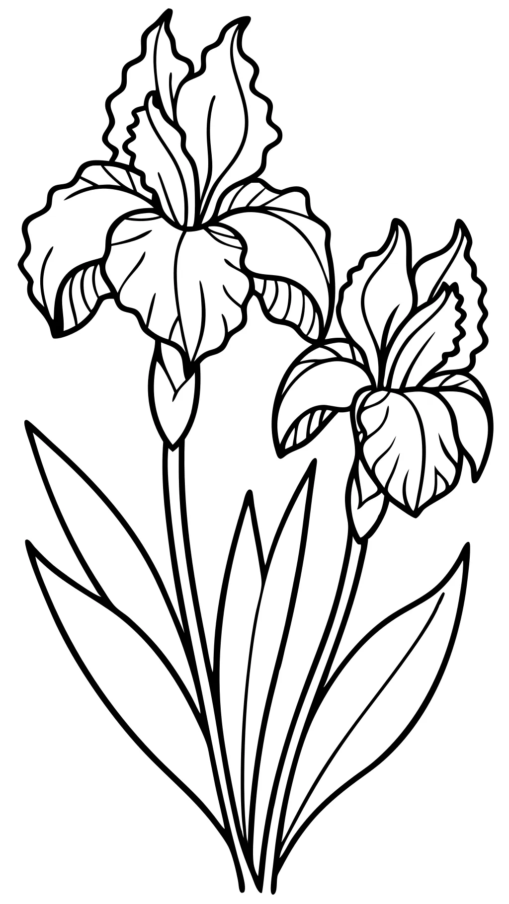 iris flower coloring page